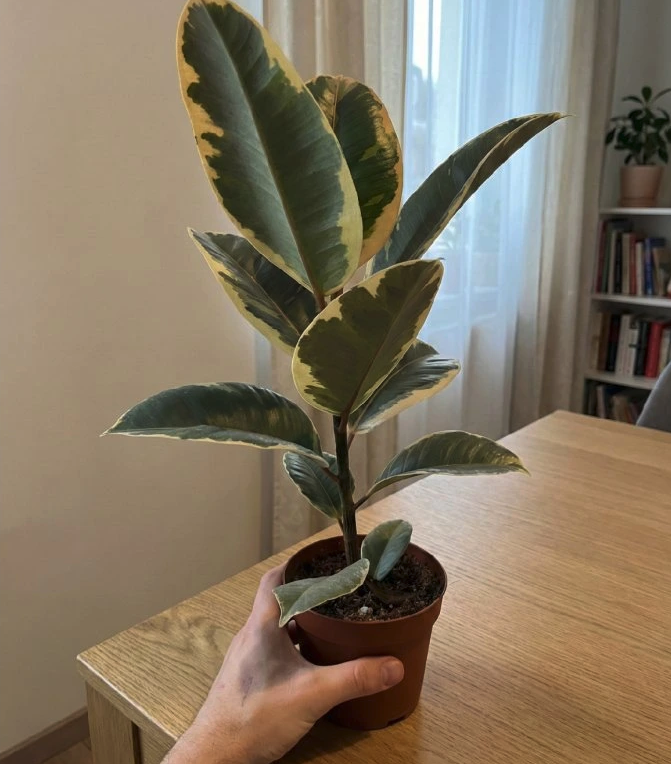 Ficus elastica Tineke